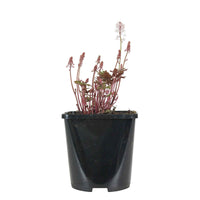 Tiarelle Pink Skyrocket - 1x hauteur de livraison 25-35 cm, pot de Diamètre 12,5 cm - Caractéristiques des plantes - undefined
