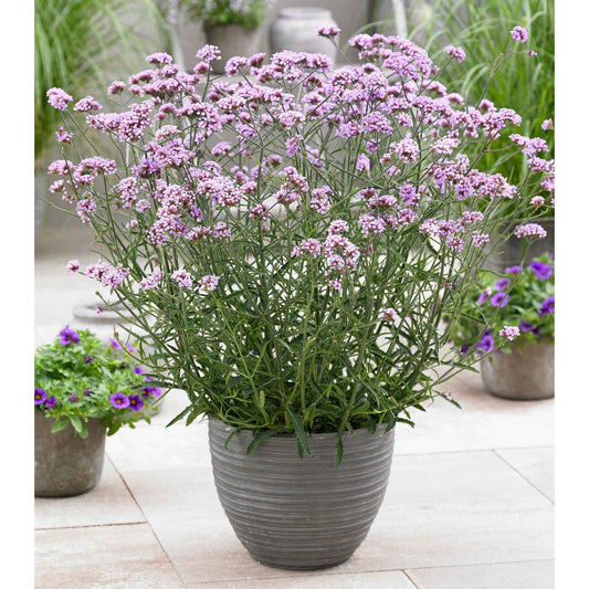 Verveine de Buenos Aires 'Lollipop' - Bakker