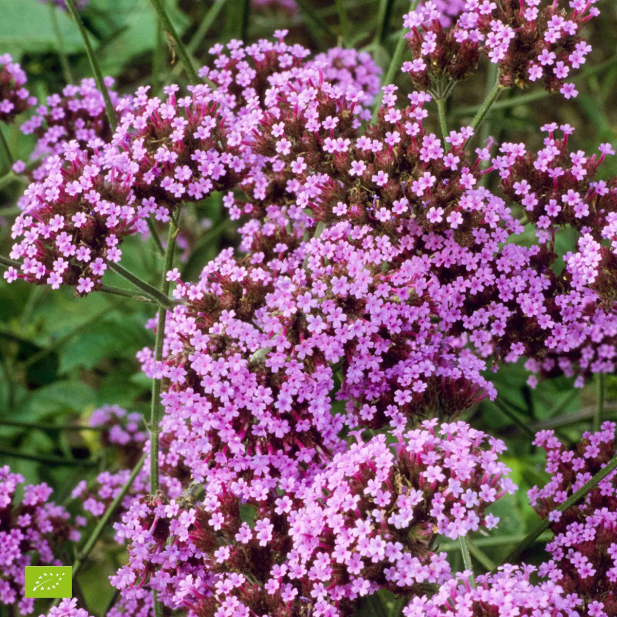 Verbena bonariensis Lollipop - Verveine de Buenos Aires 'Lollipop' - Verveine