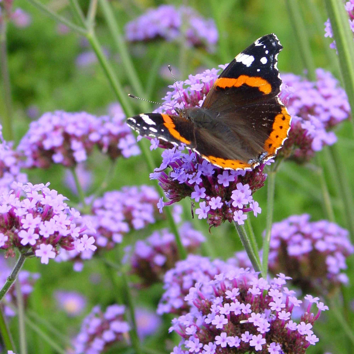 Verveine de Buenos-Aires - Verbena bonariensis - Bakker