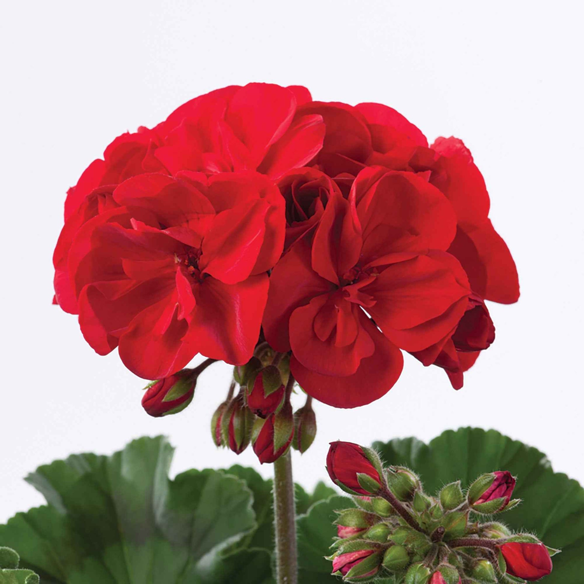 3x Géranium Pelargonium 'Red' rouge - Fleurs de balcon