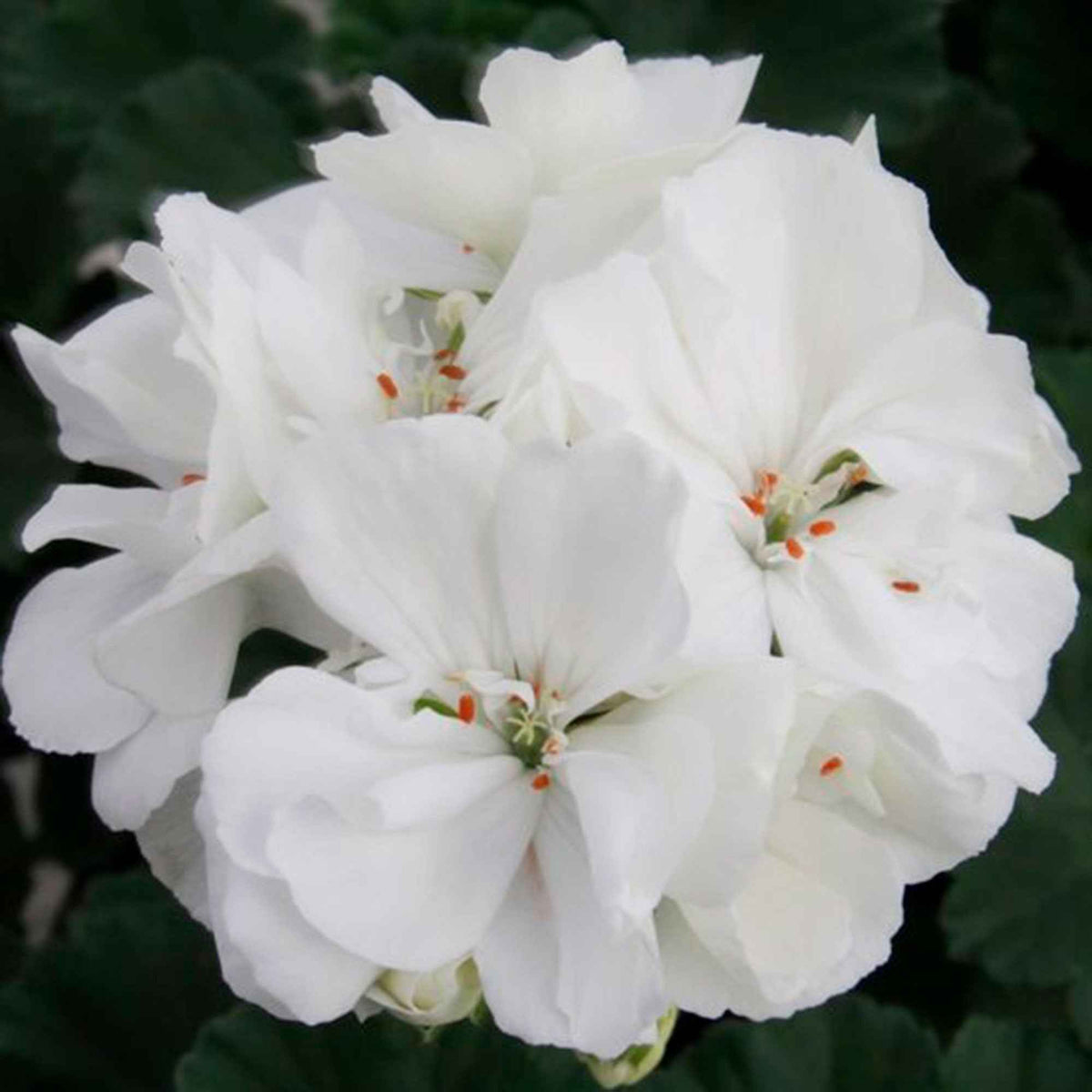 Pelargonium zonale - Géraniums à massifs blancs - Géranium - Pélargonium