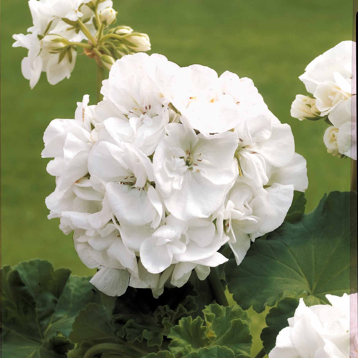 Géraniums à massifs blancs - Pelargonium zonale - Bakker