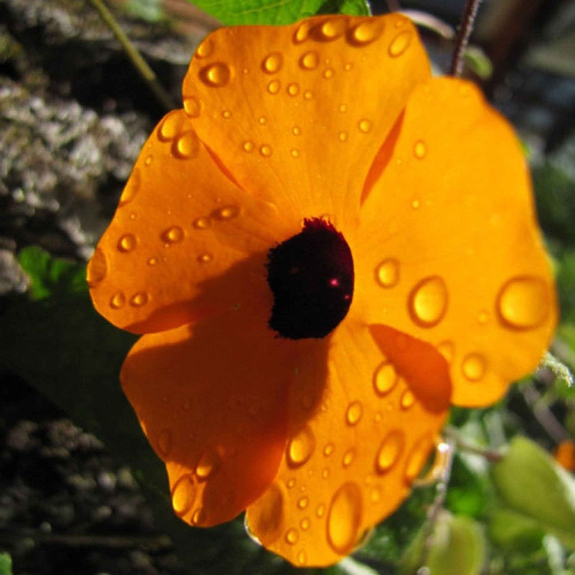 Suzanne orange aux yeux noirs  - Caractéristiques des plantes - Thunbergia alata 'Orange'