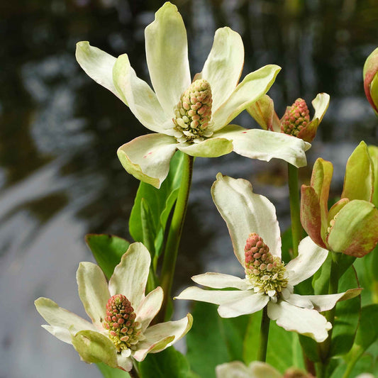 Anémopsis de Californie - Bakker