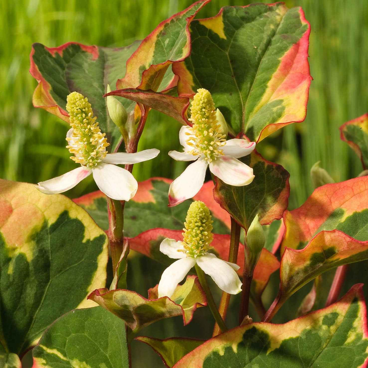 Vente Houttuynia cordata 'Chameleon'