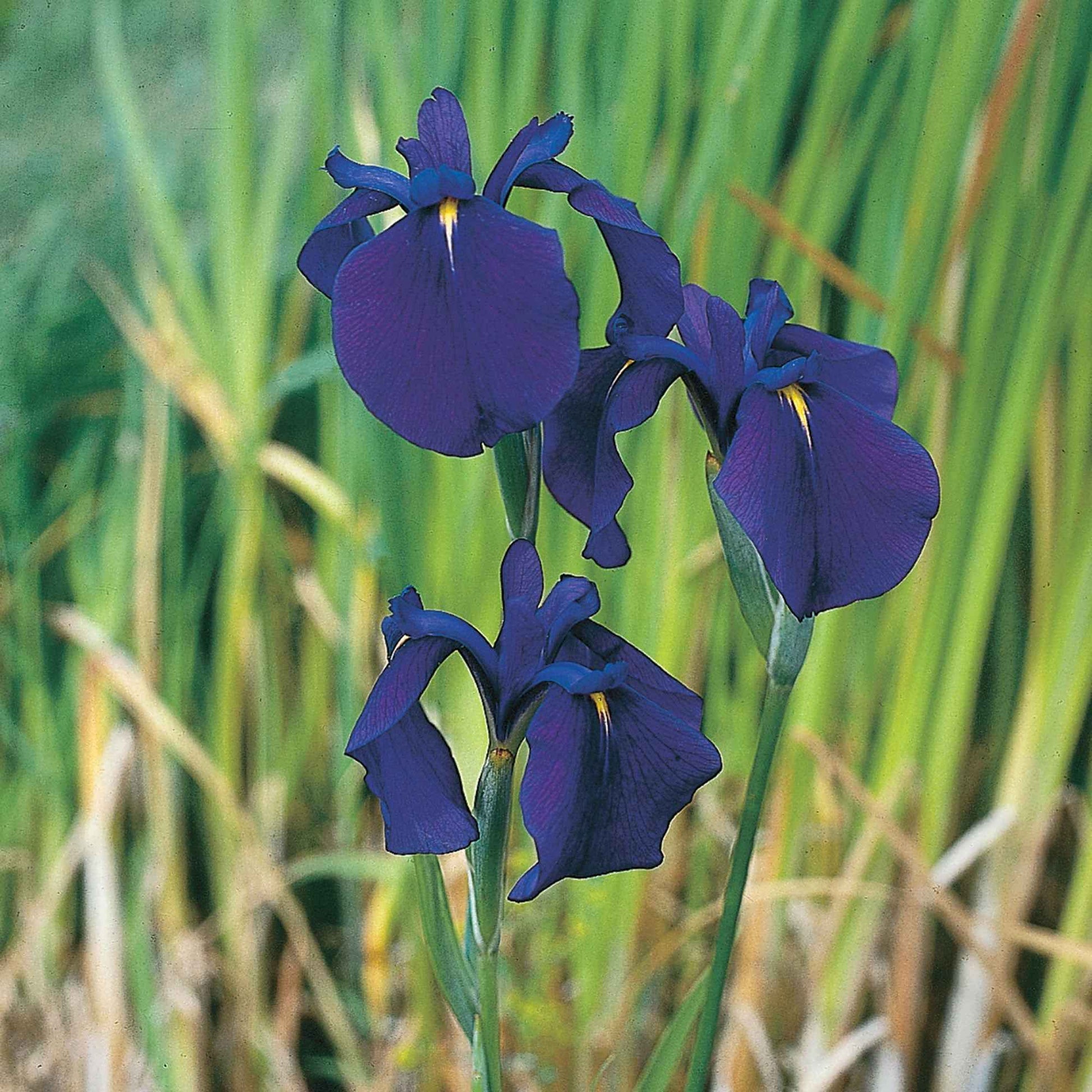 Iris du Japon kaempferi violet - Plante des marais, Plante de berge - Bassin naturel
