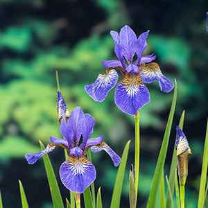 Iris de Sibérie - Bassin naturel