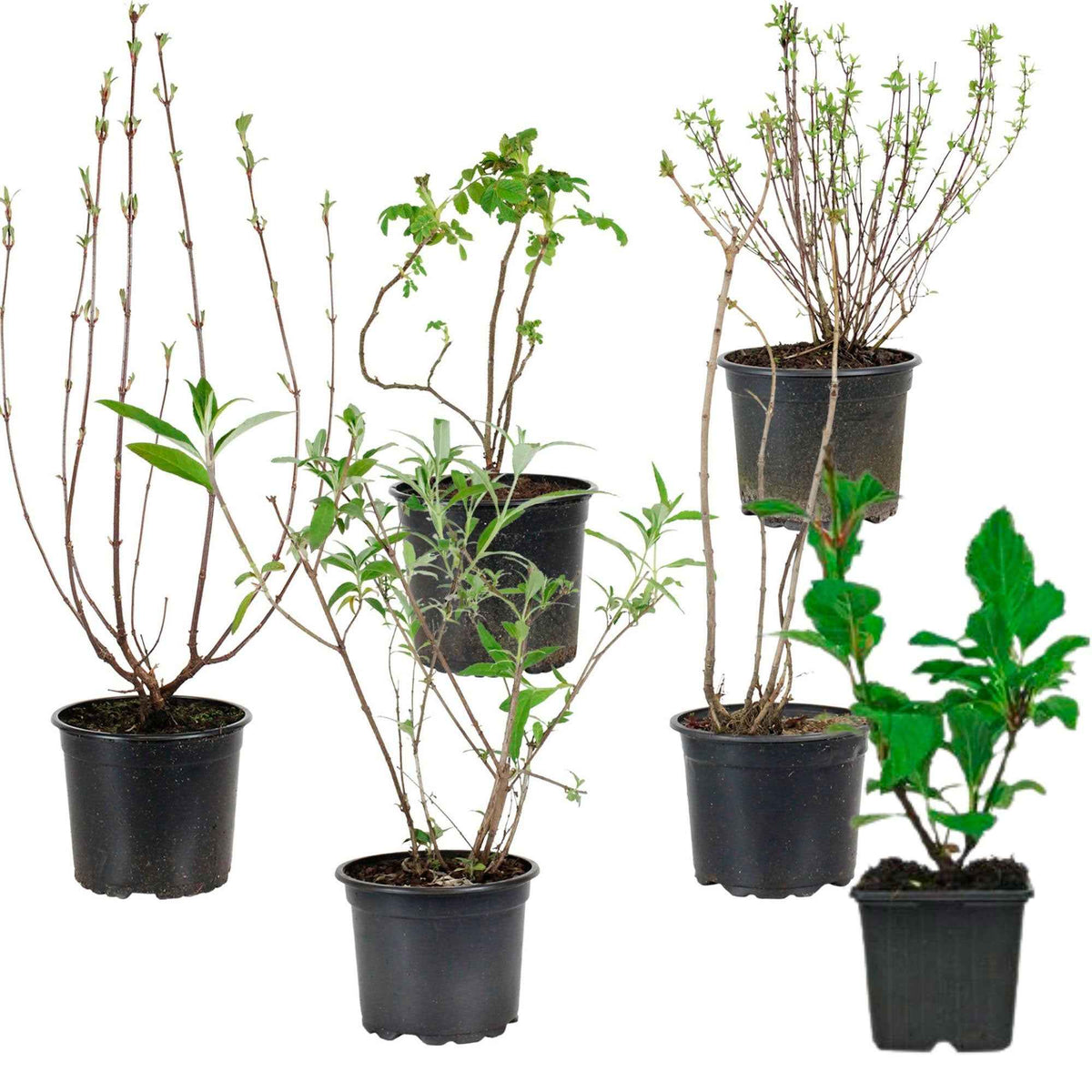 Collection Haie fleuries et parfumées - 6 arbustes - Ligustrum, syringa, viburnum, rosa, buddleja, caryopteris - Bakker