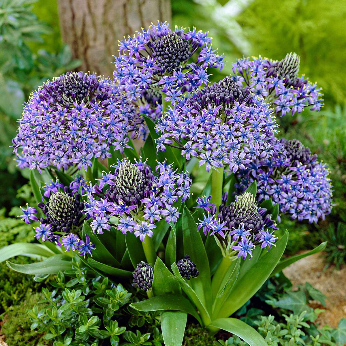 2 Scilles du Pérou - Scilla - Bakker