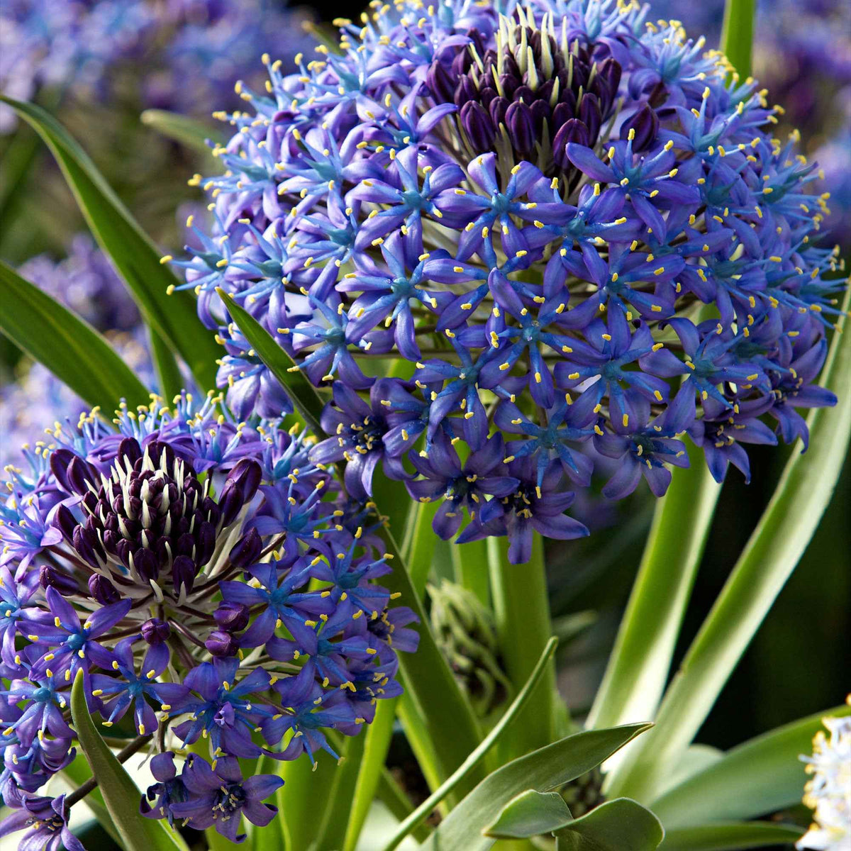 2 Scilles du Pérou - Scilla - Scilla peruviana - Bakker