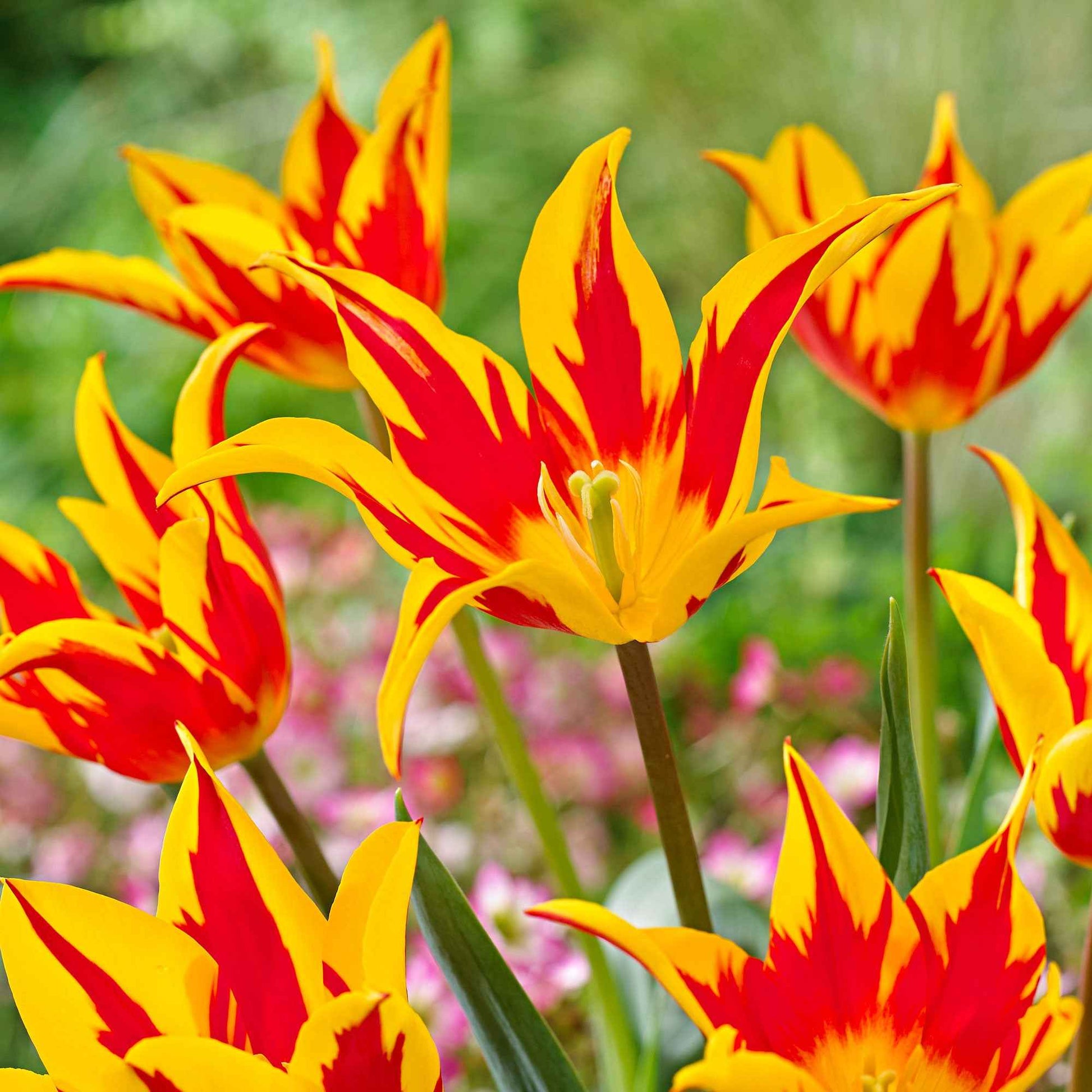 12x Tulipes Tulipa 'Fire Wings' rouge-jaune - Bulbes de fleurs populaires