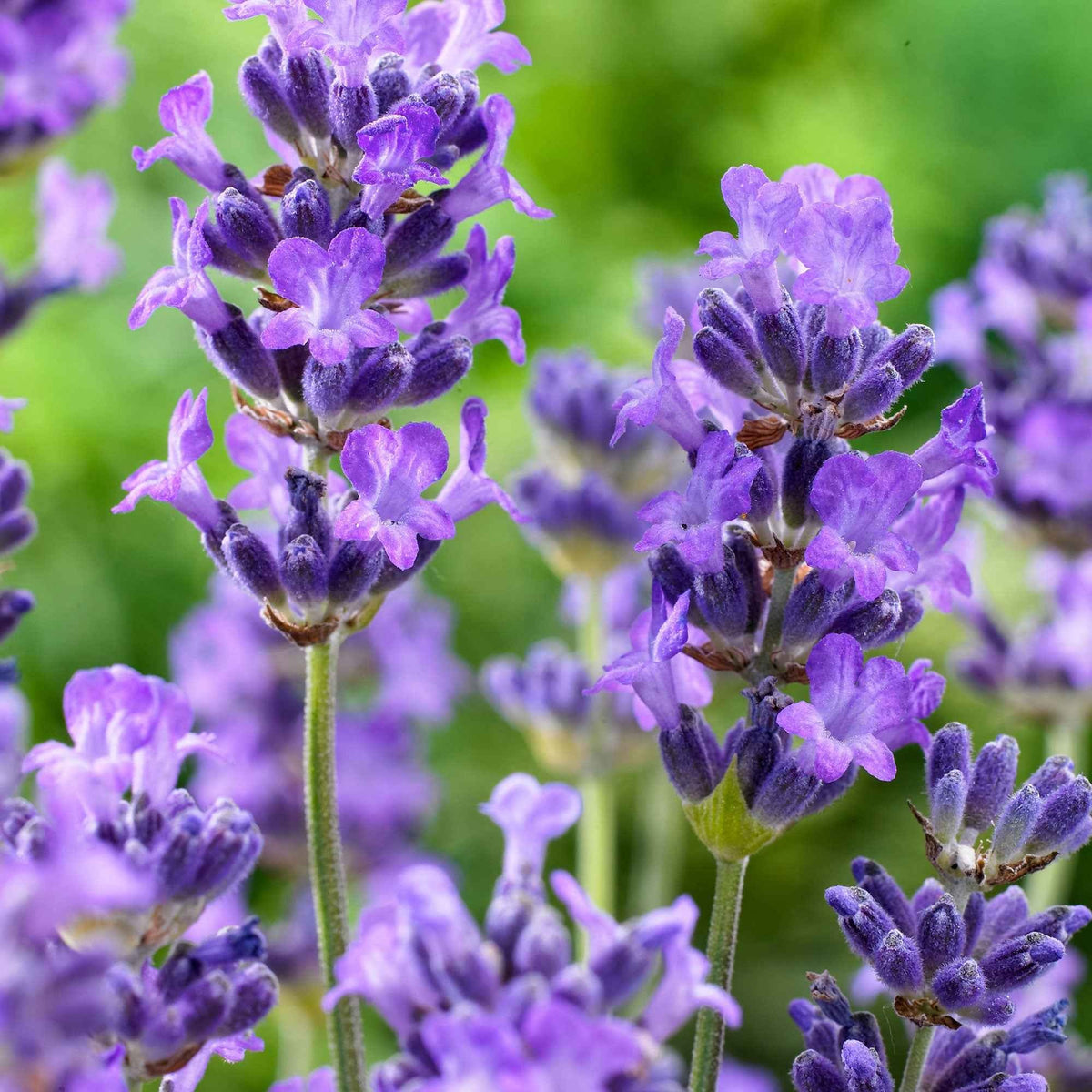 Lavandula angustifolia Hidcote - Lavande vraie 'Hidcote' - Lavande