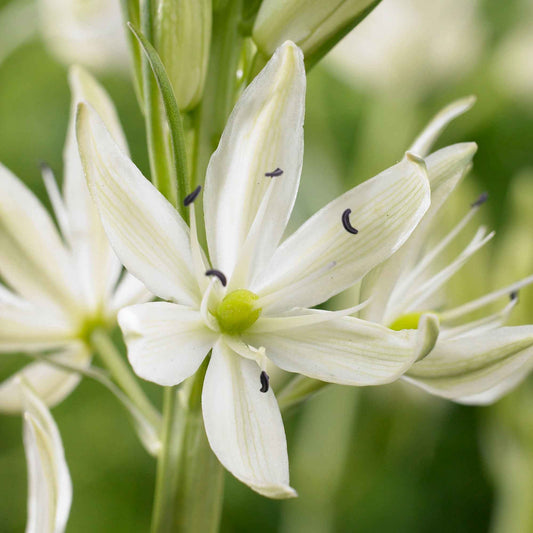6x Lys des prés Camassia  blanc - Arbustes à papillons et plantes mellifères