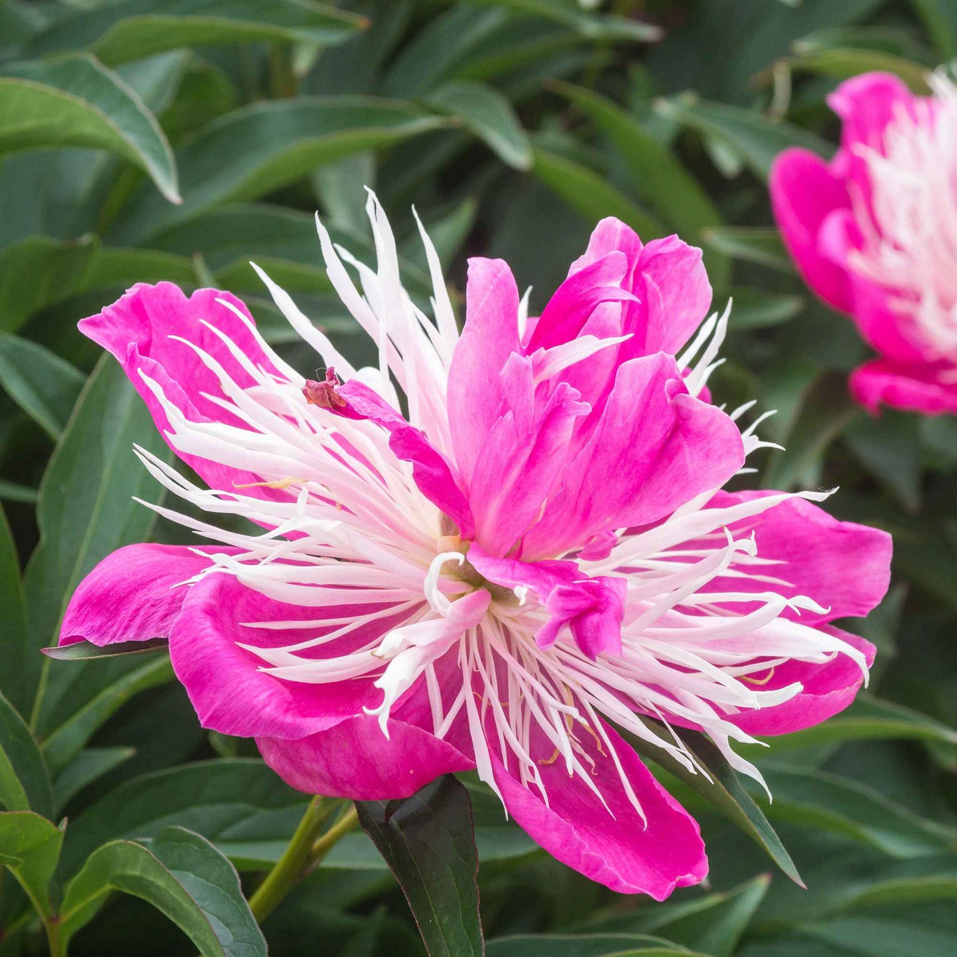 Pivoine 'Fantastic' - Arbustes à papillons et plantes mellifères