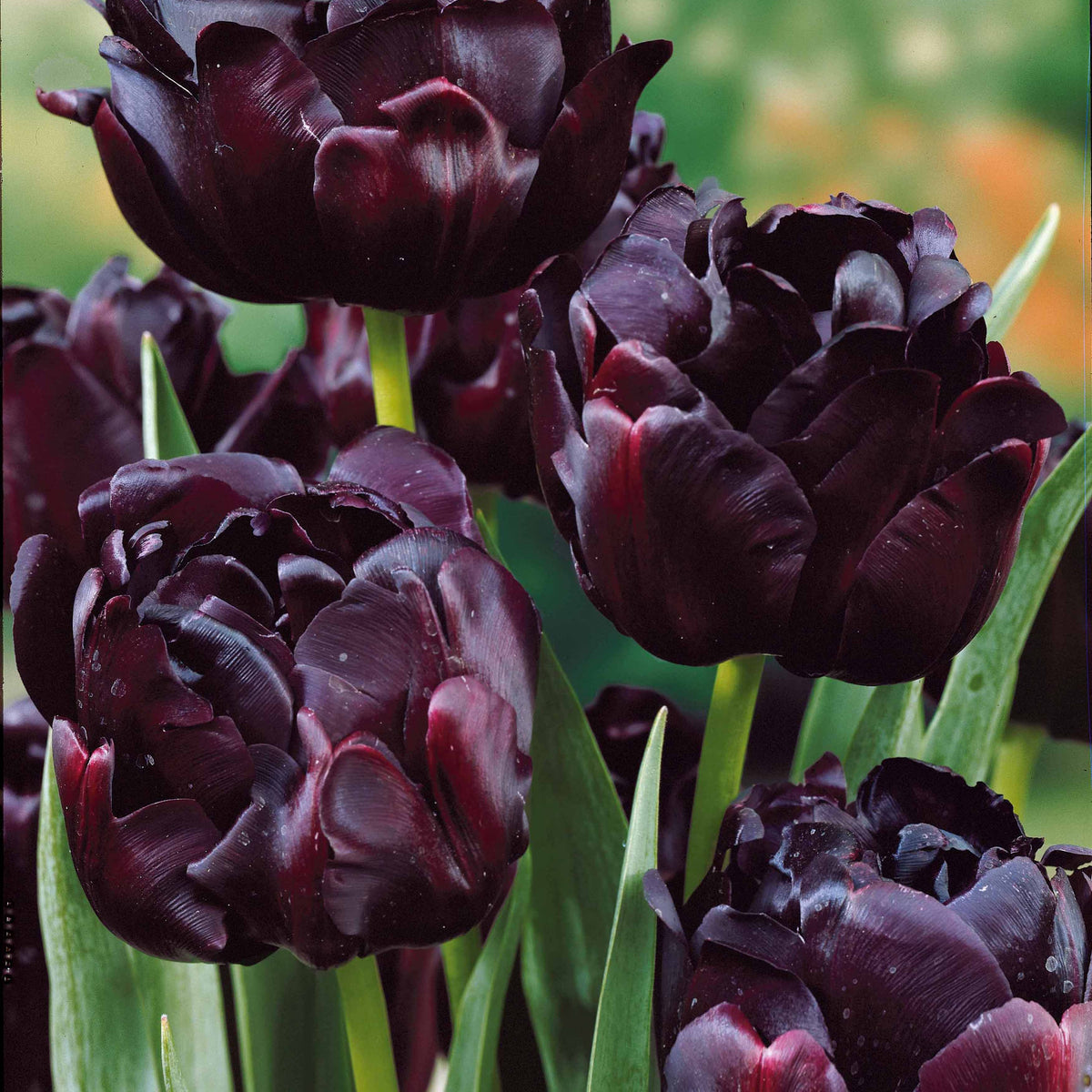Bakker - 10 Tulipes à fleurs de pivoine Black Hero - Tulipa black hero - Bulbes de printemps