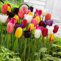 30x La tulipe Tulipa - Mélange '60 days of Tulips' - Bulbes à fleurs
