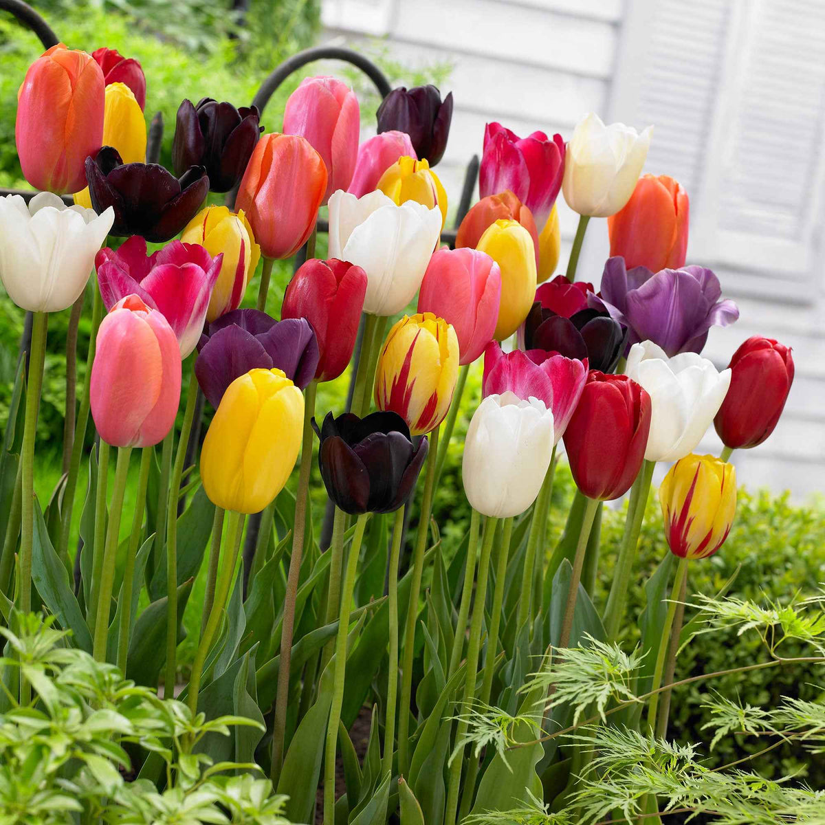 Tulipes à longues tiges en mélange - Bakker