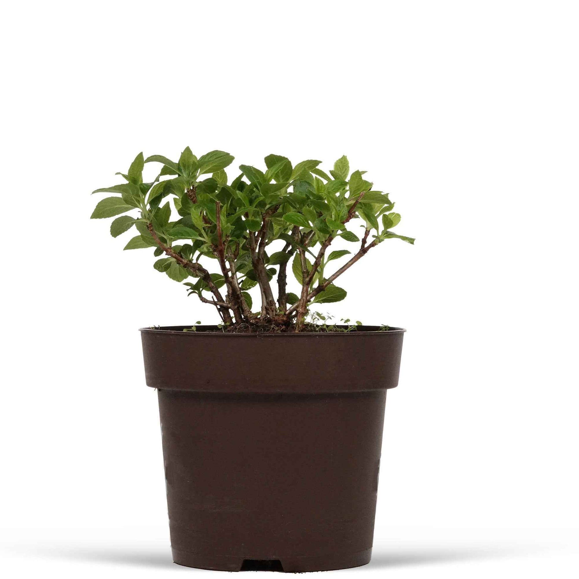 Hortensia paniculé Switch Ophelia ® - 1x hauteur de livraison 25-30 cm, pot de Diamètre 19 cm - Arbustes - undefined