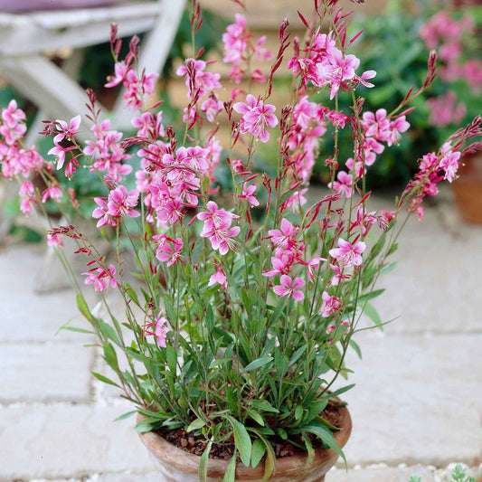 Gaura 'Siskiyou Pink' - Caractéristiques des plantes