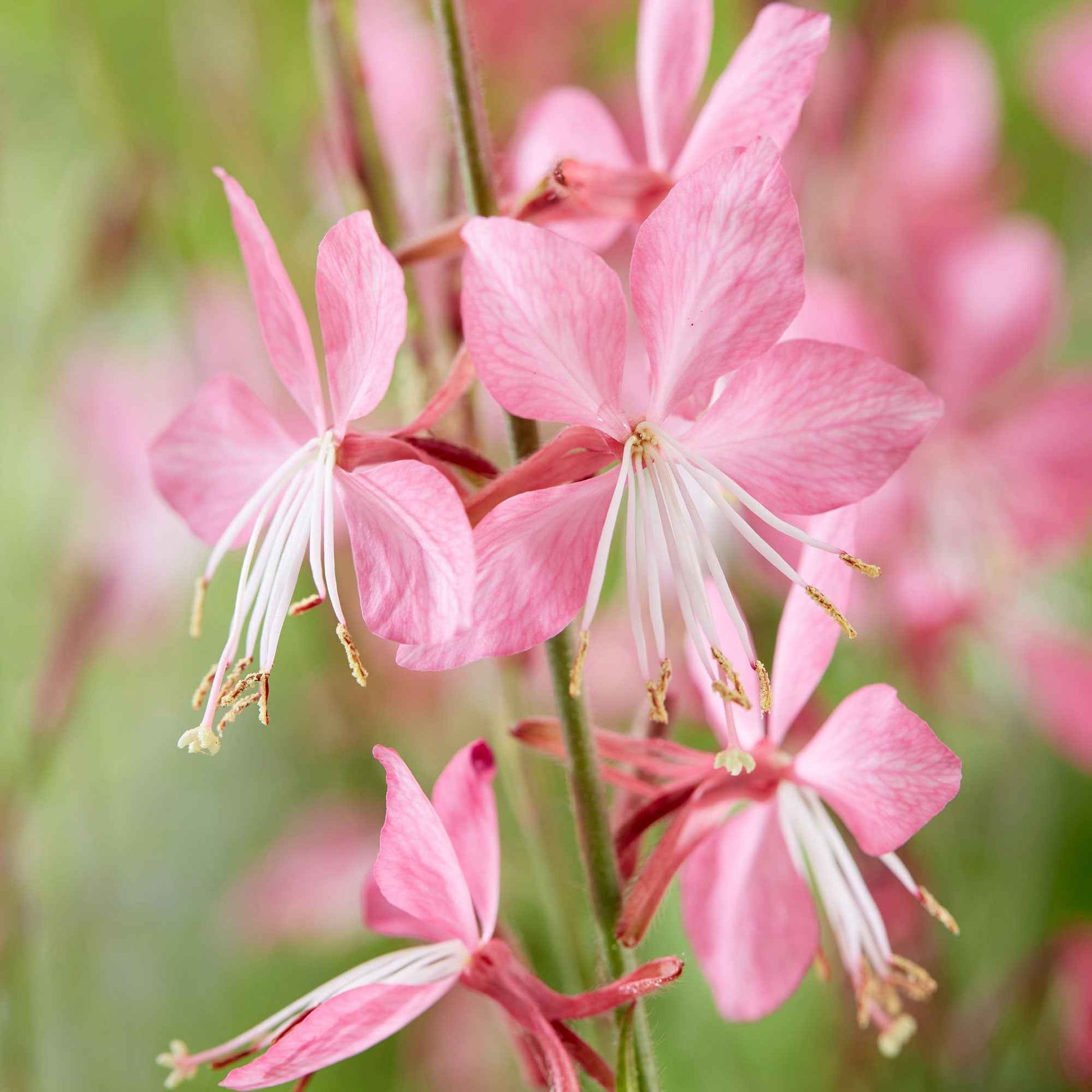 Gaura 'Siskiyou Pink' - Plantes d'extérieur