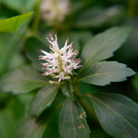 Pachysandre 'Green Carpet' - Couvre-sols