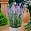 Sauge d'Afghanistan 'Blue Spire' - Plantes rustiques