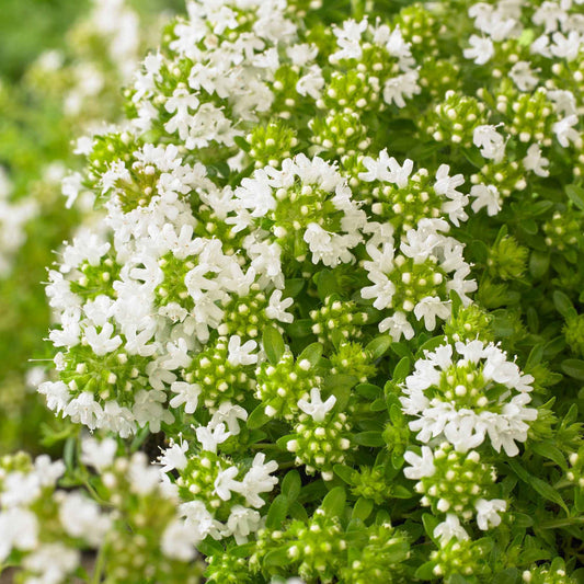 Thym précoce à fleurs blanches - Bakker