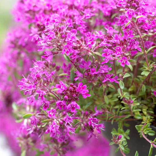 3 Thym précoce Purple Beauty - Bakker