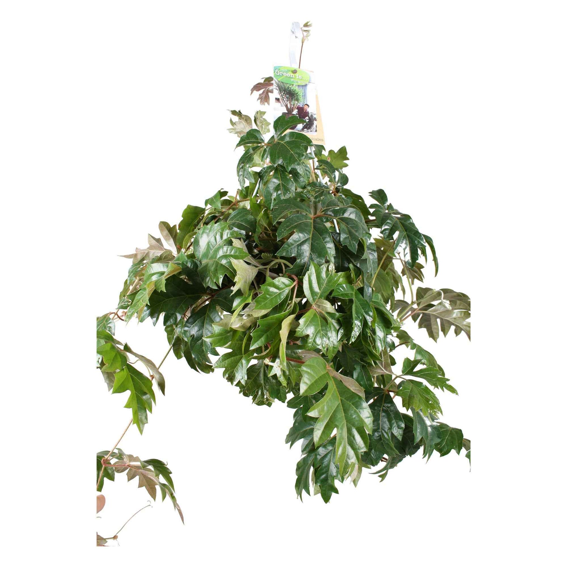 Woningerd Cissus Ellen Danica avec pot suspendu en plastique - Plante suspendue - 1x hauteur de livraison 40-50 cm, pot de Diamètre 17 cm - Facile d’entretien - undefined