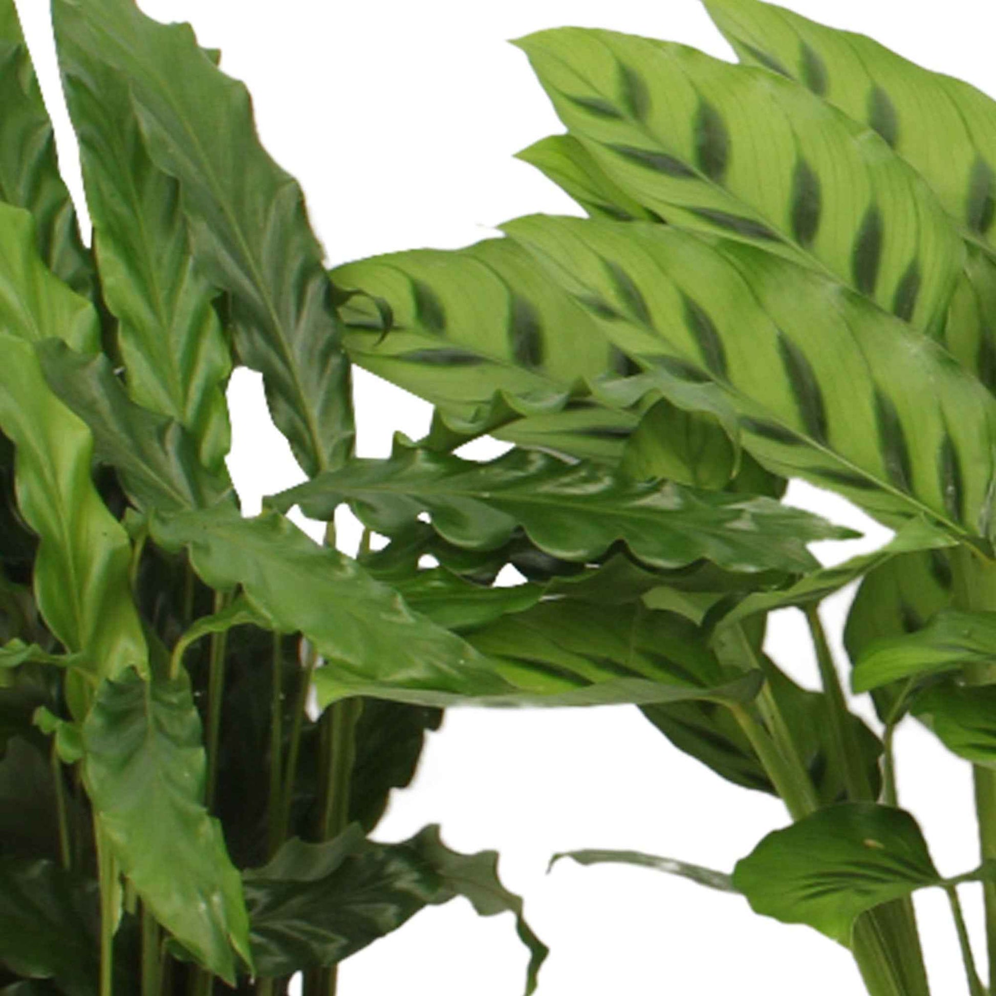 4x Calathea - Mélange Plantes purificatrices d'air - Lots de plantes