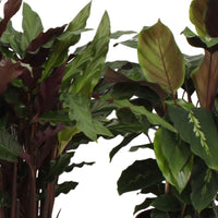 4x Calathea - Mélange Plantes purificatrices d'air - Petites plantes d'intérieur