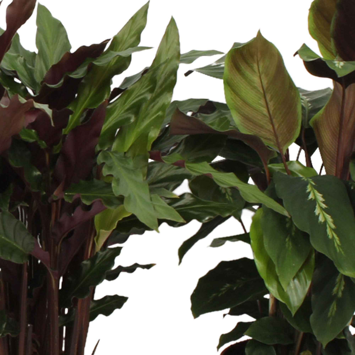 4 Calathéas en mélange - Calathea 'eldergrass', 'blue grass', 'leopardina', 'mauiqueen' - Bakker