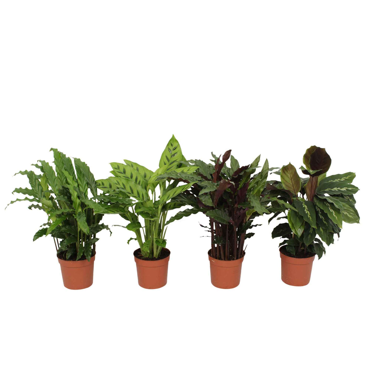 Plantes d'intérieur avec cache-pot - 4 Calathéas en mélange - Calathea 'eldergrass', 'blue grass', 'leopardina', 'mauiqueen'