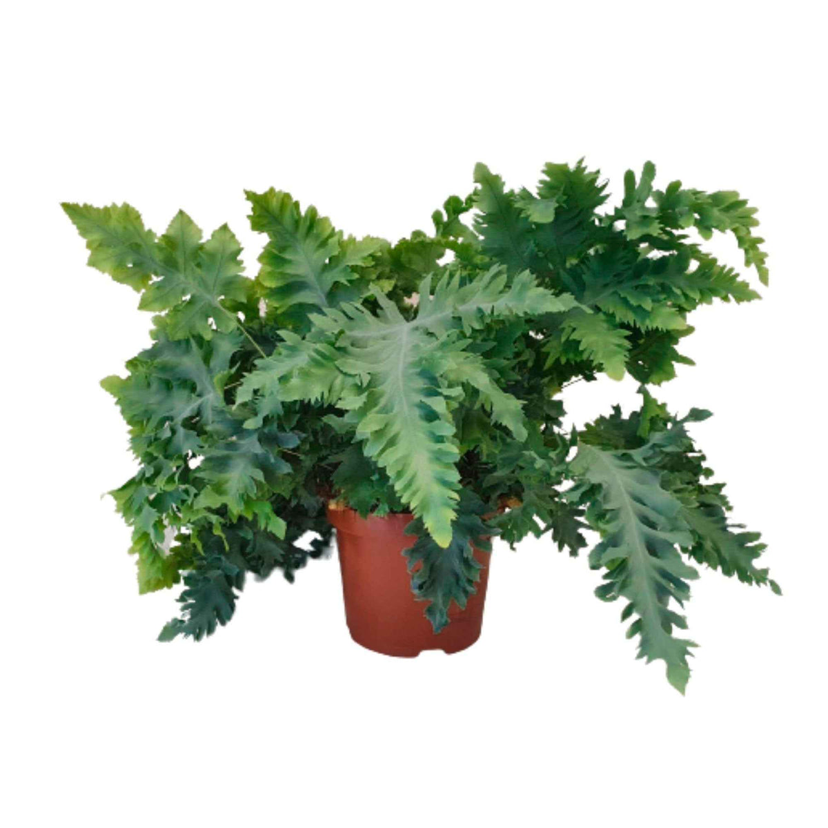 Phlebodium aureum 'Davana' - Fougère 'Davana' - Plantes vertes d'intérieur