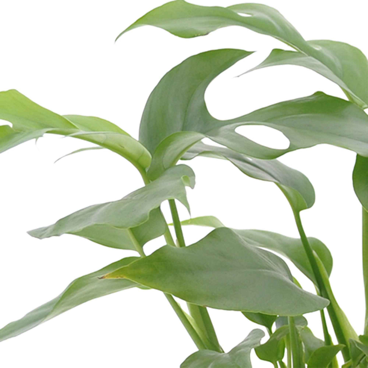 Plantes de salle de bain - Collection de 3 plantes d'intérieur pour la salle de bain - Nephrolepis Duffii, Monstera minima, Asplenium Crispy Wave
