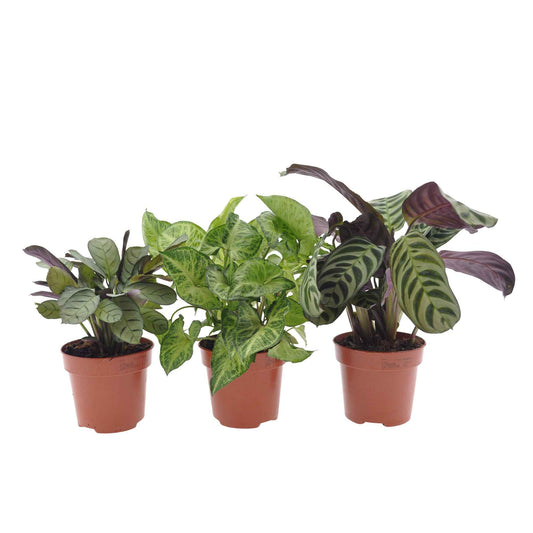 3x Plantes d'intérieur à feuillage marbré - Mélange - Ensembles de plantes d'intérieur