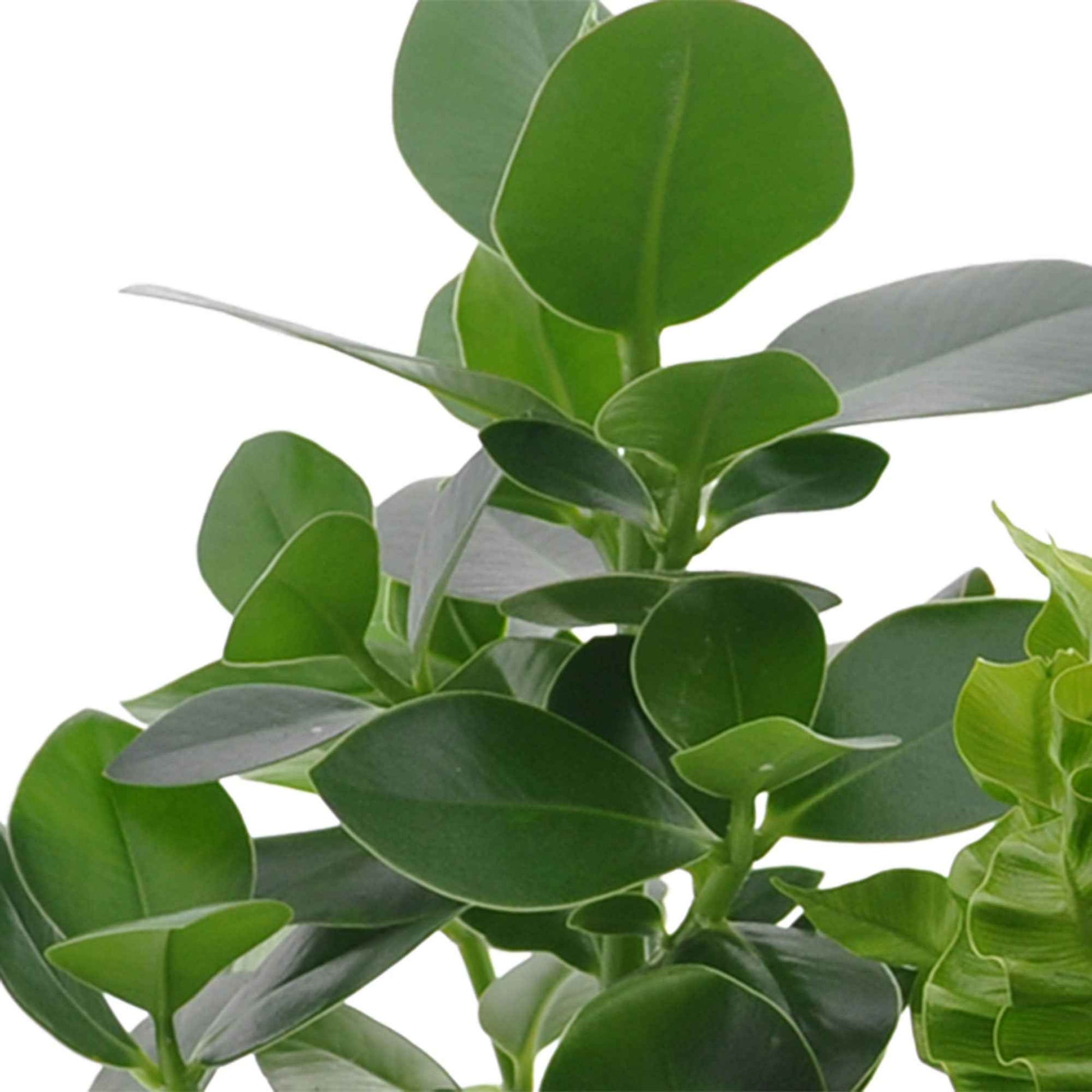 3x Plante d'intérieur purificatrice d'air - Mélange - Ensembles de plantes d'intérieur