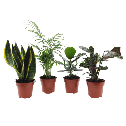 4x Plantes d'intérieur faciles - Mélange vert-violet - Ensembles de plantes d'intérieur