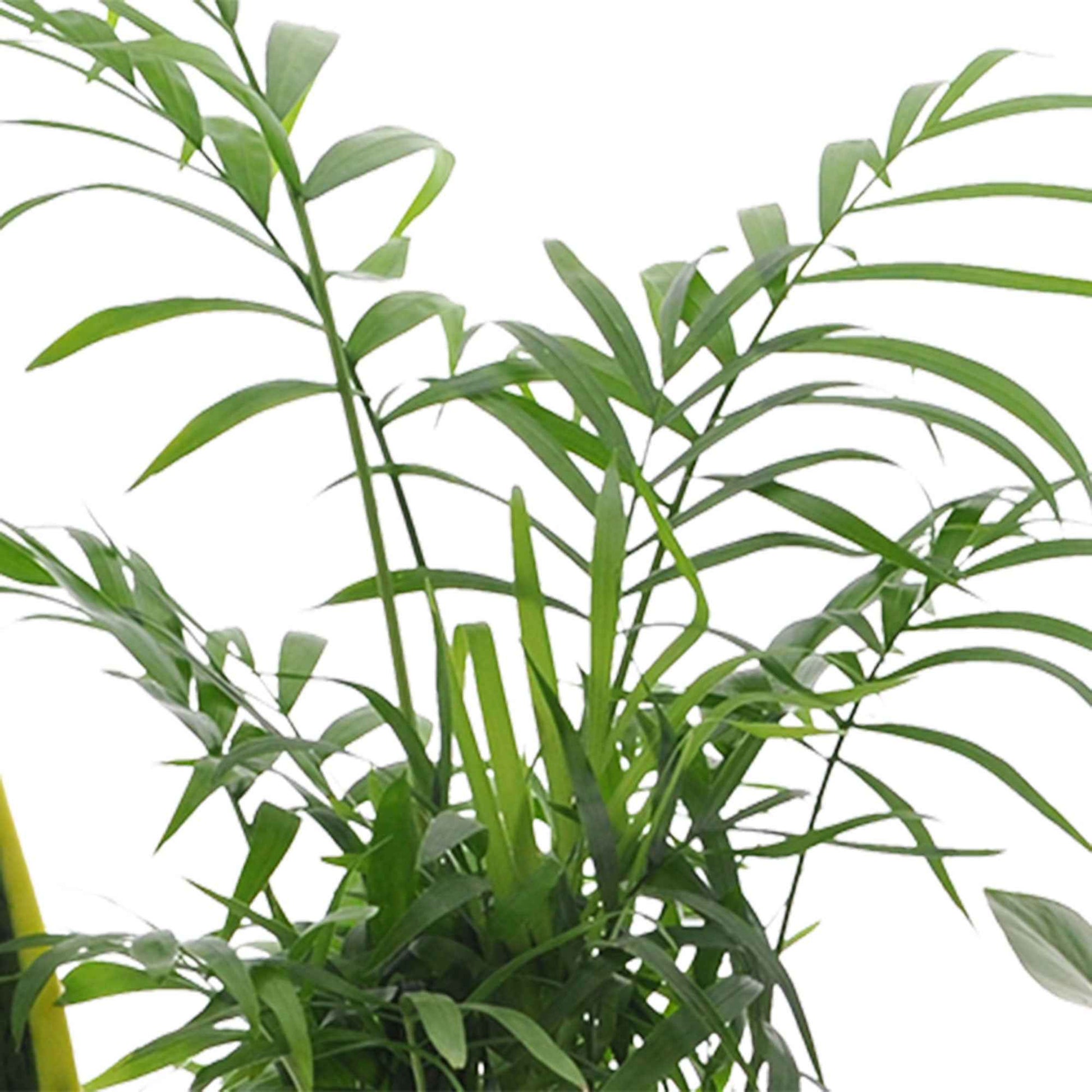 Plantes d'intérieur de Botanicly – 4 × Mélange de plantes vertes