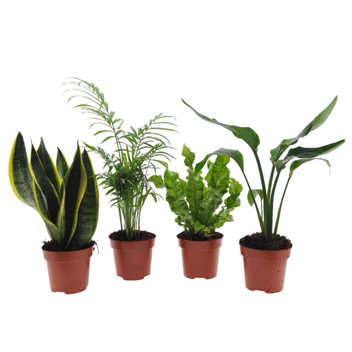 Collection de 4 plantes d'intérieur vertes -  strelitzia, chamaedorea, asplenium crispy wave, sansevieria - Bakker