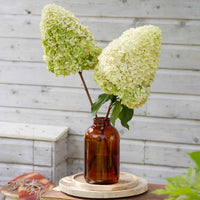 Hortensia Hydrangea 'Hercules' Blanc - Arbustes à fleurs