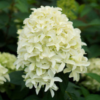 Hortensia 'Skyfall' - Arbustes à fleurs