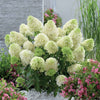 Bakker - Hortensia 'Skyfall' - Hydrangea paniculata skyfall - Hortensia paniculata