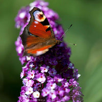 Arbre à papillons Buddleja 'Berries & Cream' violet-blanc - Arbustes fleuris