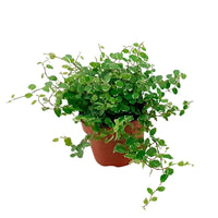 Figuier rampant Ficus pumila White Sunny - 1x hauteur de livraison 15-20 cm, pot de Diamètre 12 cm - Petites plantes d intérieur - undefined