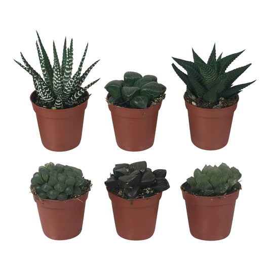 Haworthias en mélange - Bakker