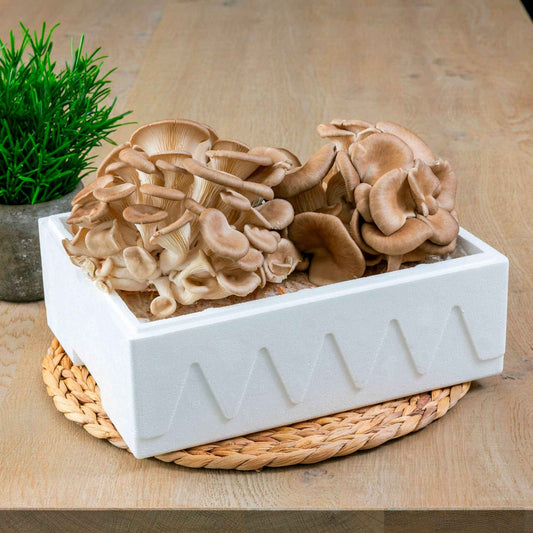 Achat en gros - Trousse de culture - Caisse de 10 - Variétés de votre choix  - Cultura - Trousse de champignons à domicile - Culture de champignons à la  maison – www.