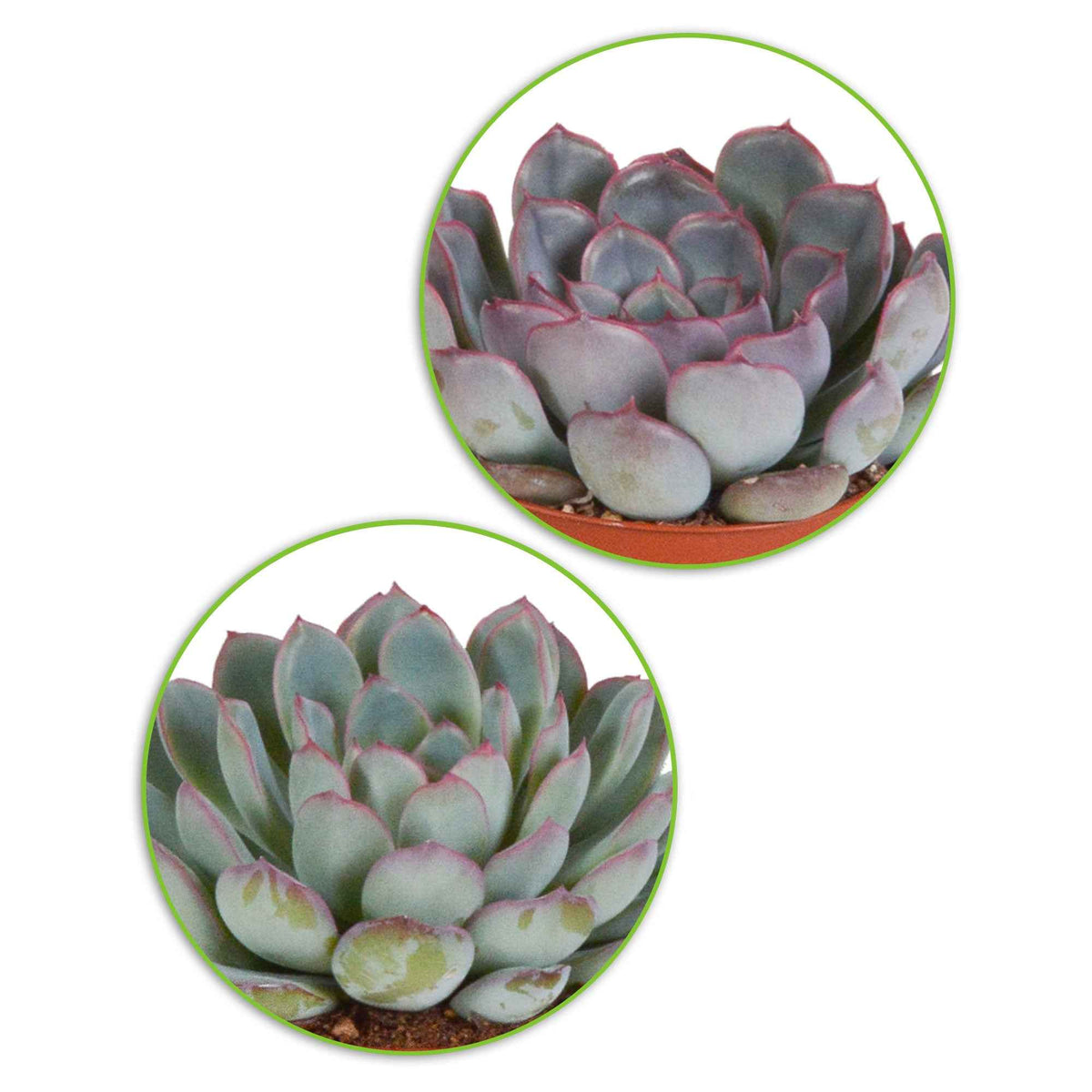 Crassula , 2 Echeveria , Portulacaria Afra, Kalanchoe Tomentosa - Collection de 5 succulentes - Cactus et plante grasse