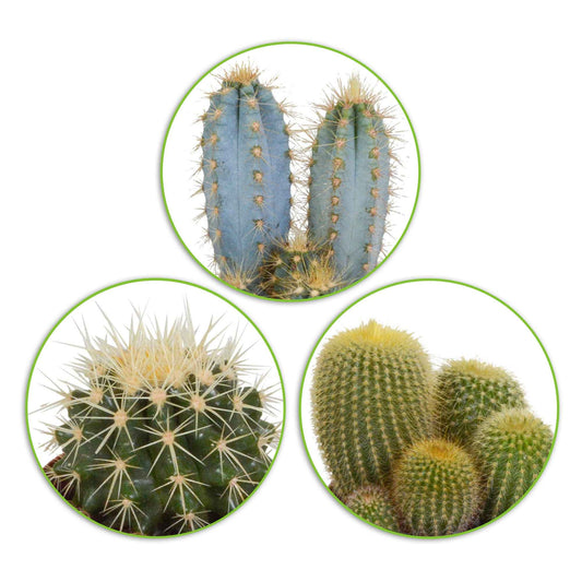 Mélange de 3 cactus - Bakker